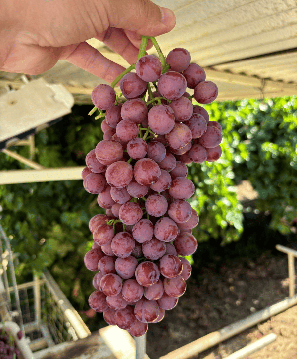 Our Grapes | Jasmine Vineyards